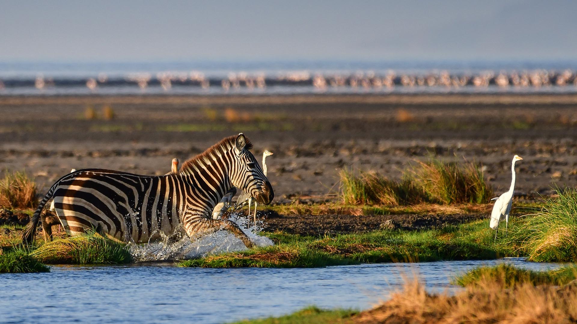 hatari safari